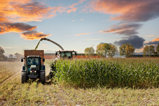 mais triturato per produzione di biogas