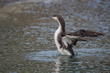 Black-throated Loon (Gavia arctica) flapping in the sea