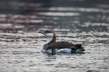 Black-throated Loon (Gavia arctica) calmly swimming in the sea