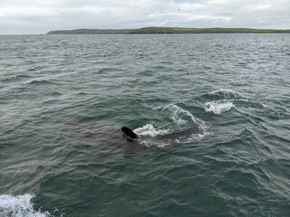 Fototapeta premium Shark. Atlantic ocean. West Cork. Ireland
