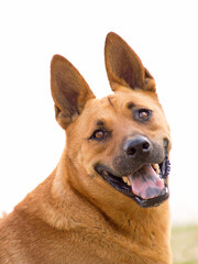 nice toffee dog looking at the camera