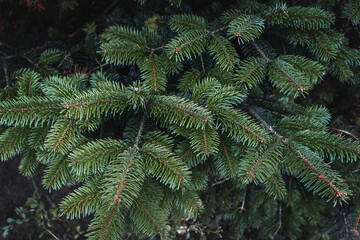 Fototapeta na wymiar Beautiful fir branches with needles. Christmas tree in nature. Spruce close-up. Textured background of green spruce branches. Natural texture of the coniferous background. Selective focus blur.