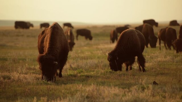 North American Bisons