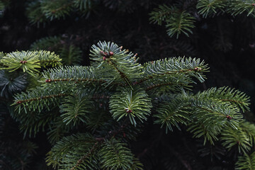 Spruce close-up. Textured background of green spruce branches. Selective focus blur. Natural texture of the coniferous background.