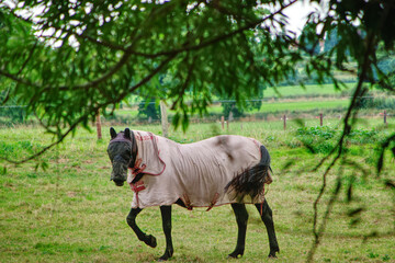 horse in the field