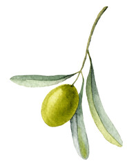 Watercolor Olive Brunch. Hand painted illustration with green Leaves and ripe Fruit. Drawing on white isolated background for Oil label or invitations cards