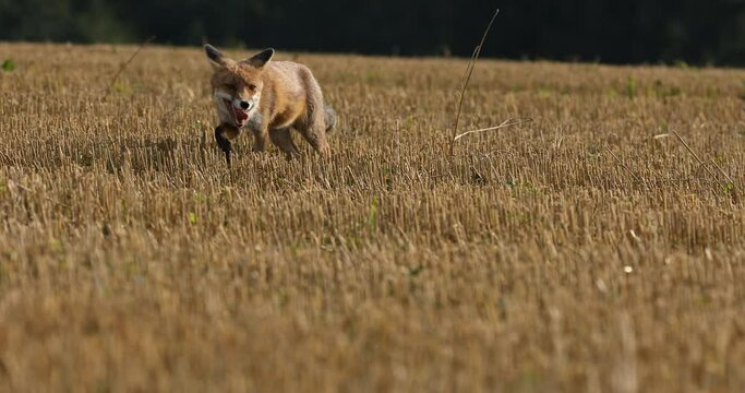 Red foxes, Vulpes vulpes, hunting voles on stubble. Fox sniffs about prey on field after corn harvest. Beautiful orange fur coat animal with long fluffy tail. Wildlife, summer nature. Beast in habitat