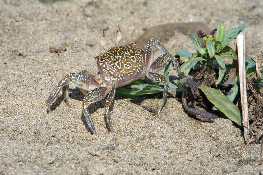 Land crab by a weed on the beach in Ayampe, Ecuador