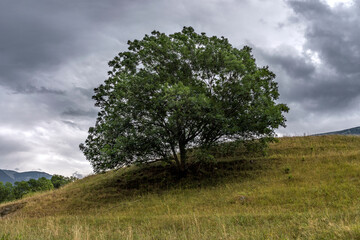 Obraz premium tree in the field