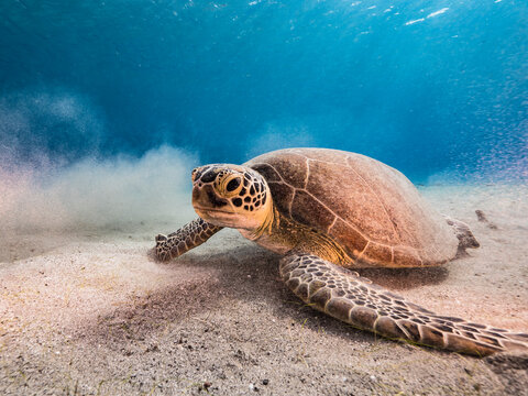 Seascape with Green Sea Turtle in the turquoise water of coral reef of Caribbean Sea, Curacao