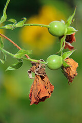 Rose hips from climbing rose tradition 95