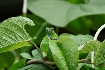 Baby green iguana in a leaf