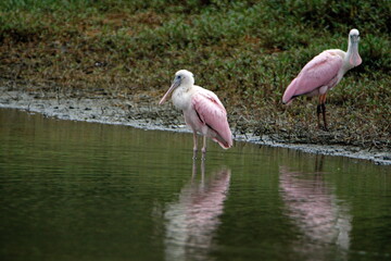 Roseate spoonbill (Platalea ajaja) in a shallow pond in Ayampe, Ecuador