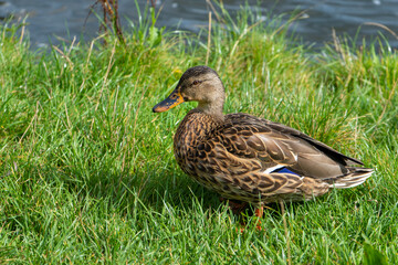 Naklejka na ściany i meble female duck on the grass