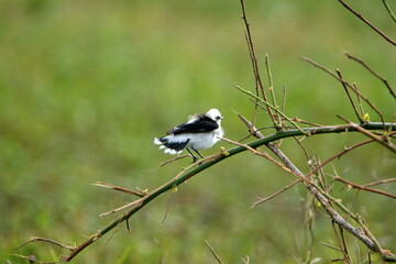 Masked water-tyrant (Fluvicola nengeta) perched on a stick in Ayampe, Ecuador