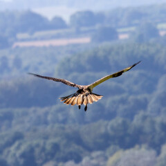 Rear view of a buzzard hovering at height
