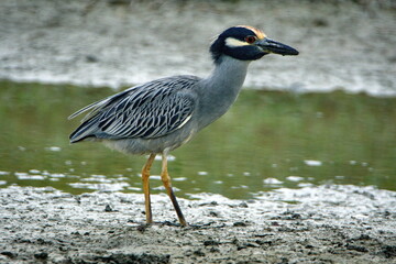 Yellow-crowned night heron (Nyctanassa violacea) on the bank of a shallow pond in Ayampe, Ecuador