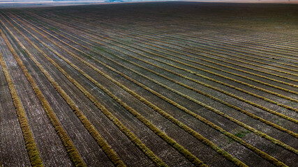 Aerial of canola crop swaths waiting for harvest on the Canadian prairies in Rockyview County Alberta.