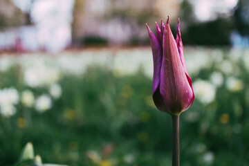 fioletowy tulipan w parku
