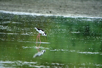 Black-necked stilt (Himantopus mexicanus) foraging in a shallow pond in Ayampe, Ecuador