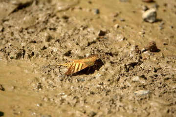 Butterfly at a mud puddle in Ayampe, Ecuador