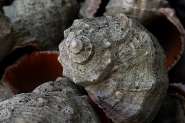Macro rapan shell black sea mollusk background 