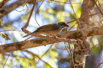 Trinca-ferro - Saltator similis
Preparando o ninho