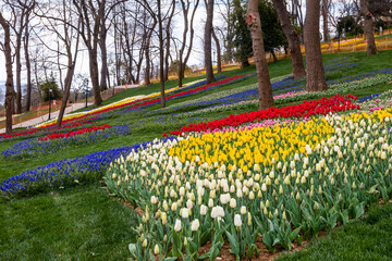 Emirgan Grove with many flower species, 2021-31 March, Istanbul, Turkey