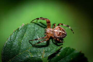 Kreuzspinne