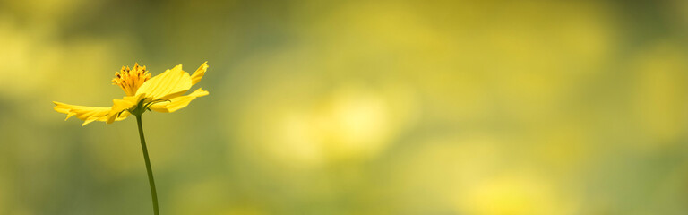 バナーサイズに切り抜いた黄色いコスモスの花畑 