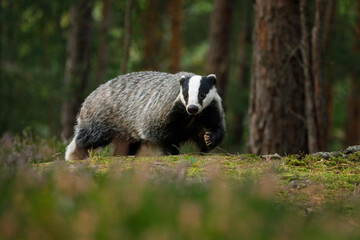 Badger at sunrise. European badger, Meles meles, in green pine forest. Hungry badger sniffs about food in moor. Beautiful black and white striped beast. Cute animal in nature habitat. Morning sunrays. © Vaclav