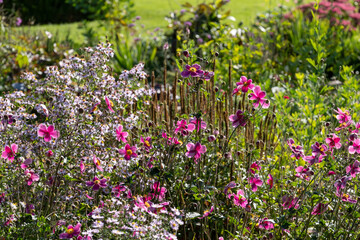 Obraz premium Colourful flowes growing in the borders at Eastcote House historic walled garden in the Borough of Hillingdon, London, UK. Photographed on a sunny summer's day.