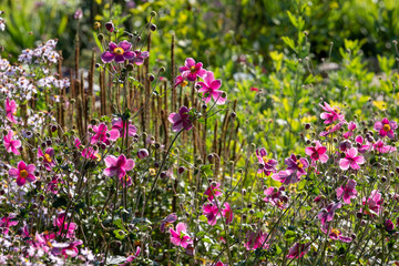 Colourful flowes growing in the borders at Eastcote House historic walled garden in the Borough of Hillingdon, London, UK. Photographed on a sunny summer's day.