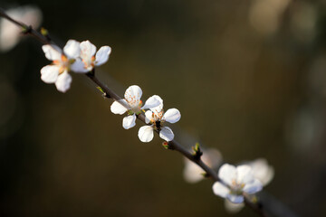 The peach blossom is in full bloom in the park