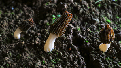 Morchella grows vigorously in a greenhouse in LUANNAN COUNTY, Hebei Province, China