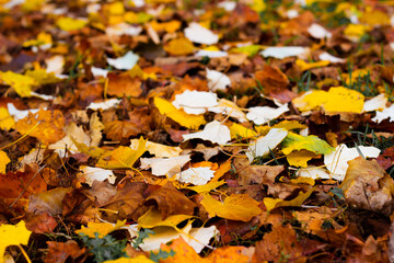 Autumn, maple leaves. Golden yellow orange red maple leaves close-up on the blurred background