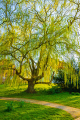 Majestic big old willow tree at Bad Bederkesa See Germany.