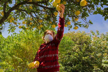 Elderly woman picking organic grapefruit from tree in springtime while wearing protective mask. New...