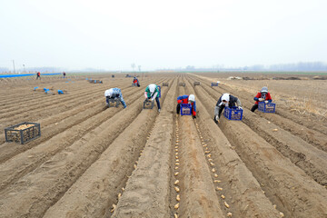 Obraz premium farmers grow ginger in farmland, China