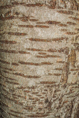 tree bark texture