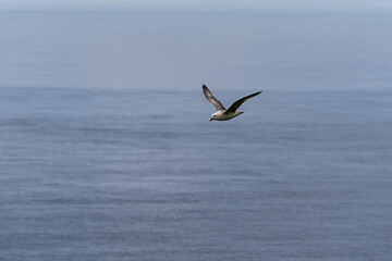 Beautiful closeup view of the Seagull flying in the Faroe Islands