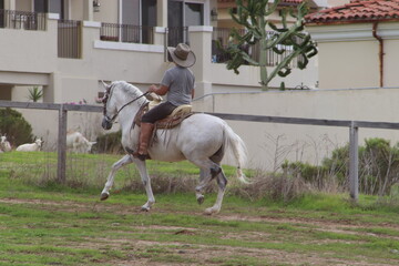 horse riding in the park