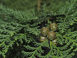Tokyo,Japan - September 25, 2021: Closeup of female flower of Hinoki cypress or Japanese cypress
