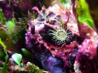 Fototapeta na wymiar Small glass anemone pest in reef aquarium tank - Exaiptasia or Aiptasia Pallida