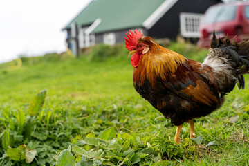 Closeup view of a beautiful colorful  Rooster on the Faroe Islands