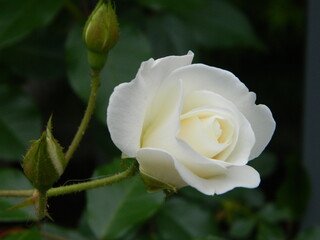 White rose and bud