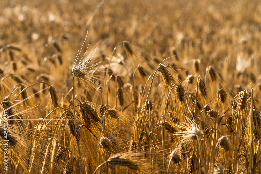 Wall mural natural background with a view of a field with grain crops