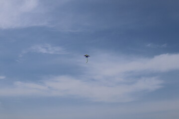 A kite on the sky