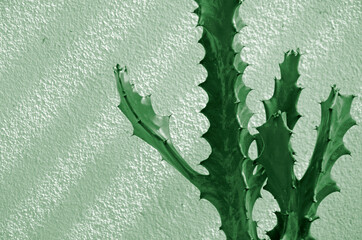 Green trunks with thorns of  Malayan spurge tree on concrete wall background