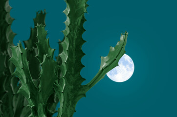 Malayan spurge tree with white full moon in winter